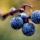 025 Wilfried Goerlich